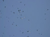 A large flock of crows and gulls circled over the airfield during the display   - pic by Webmaster