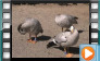  Bar-headed Goose - September 2013
