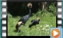 Black Crowned Crane - May 2014