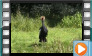  Black Crowned Crane - May 2015