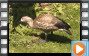 Blue-winged Goose - May 2017