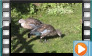 Blue-winged Goose - October 2017