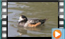 Chiloe Wigeon - July 2013