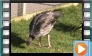 Crested Screamer - October 2012 & July 2013