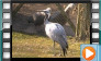  Demoiselle Crane - April 2013