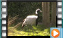  Demoiselle Crane - May 2013