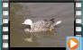 Emperor Goose - September 2013