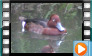  Ferruginous Duck - July 2013