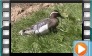 Garganey - May 2014
