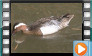 Garganey - May 2014