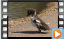  Goldeneye - May 2012