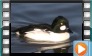 Goldeneye - October 2012