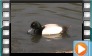 Greeater Scaup - May 2014