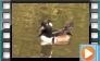 Hooded Merganser - October 2016