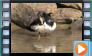 Magpie Goose - April 2013 & July 2014
