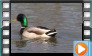 Mallard - March 2014
