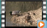 Mallard - April 2018
