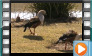 Orinoco Goose - May 2013