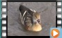  Plumed Whistling Duck - October 2012