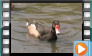 Rosybill Pochard - July 2013