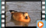  Ruddy Shelduck - November 2013