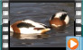  Common Shelduck - October 2012
