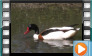  Common Shelduck - May 2013