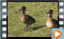 Spotted Whistling Duck - March 2019