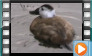 White-headed Duck - September 2012